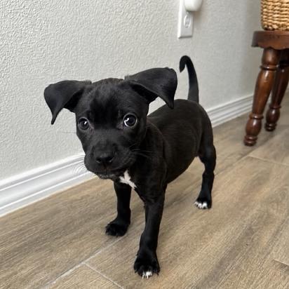 Enlarge Piper, a Adoptable mixed breed in Alma, WI image 6/6
