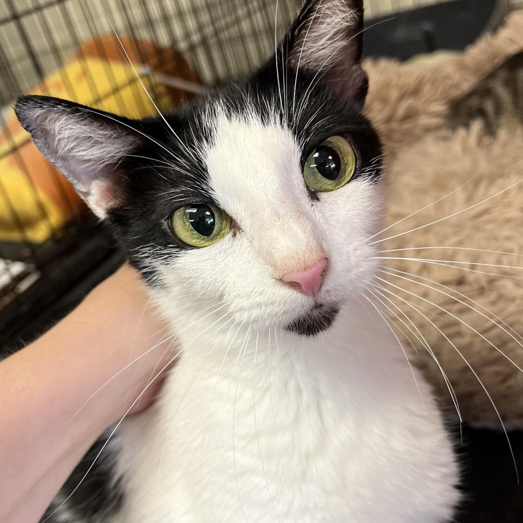 Sweet Pea, Adoptable, Adult Female Domestic Short Hair.
