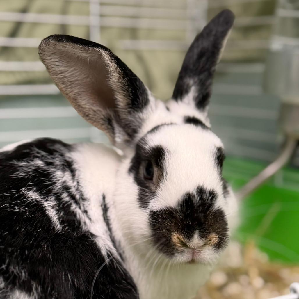 Enlarge Pepper, a Adoptable American in Pittsford, VT image 2/4