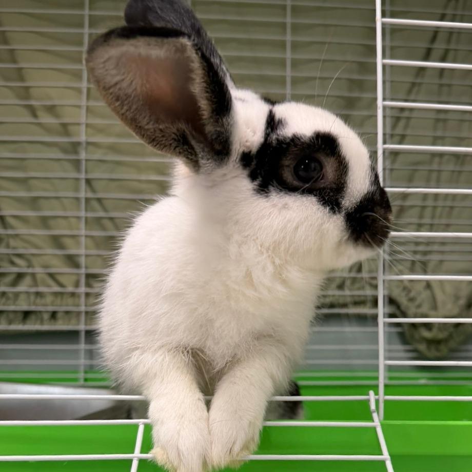 Enlarge Pepper, a Adoptable American in Pittsford, VT image 3/4