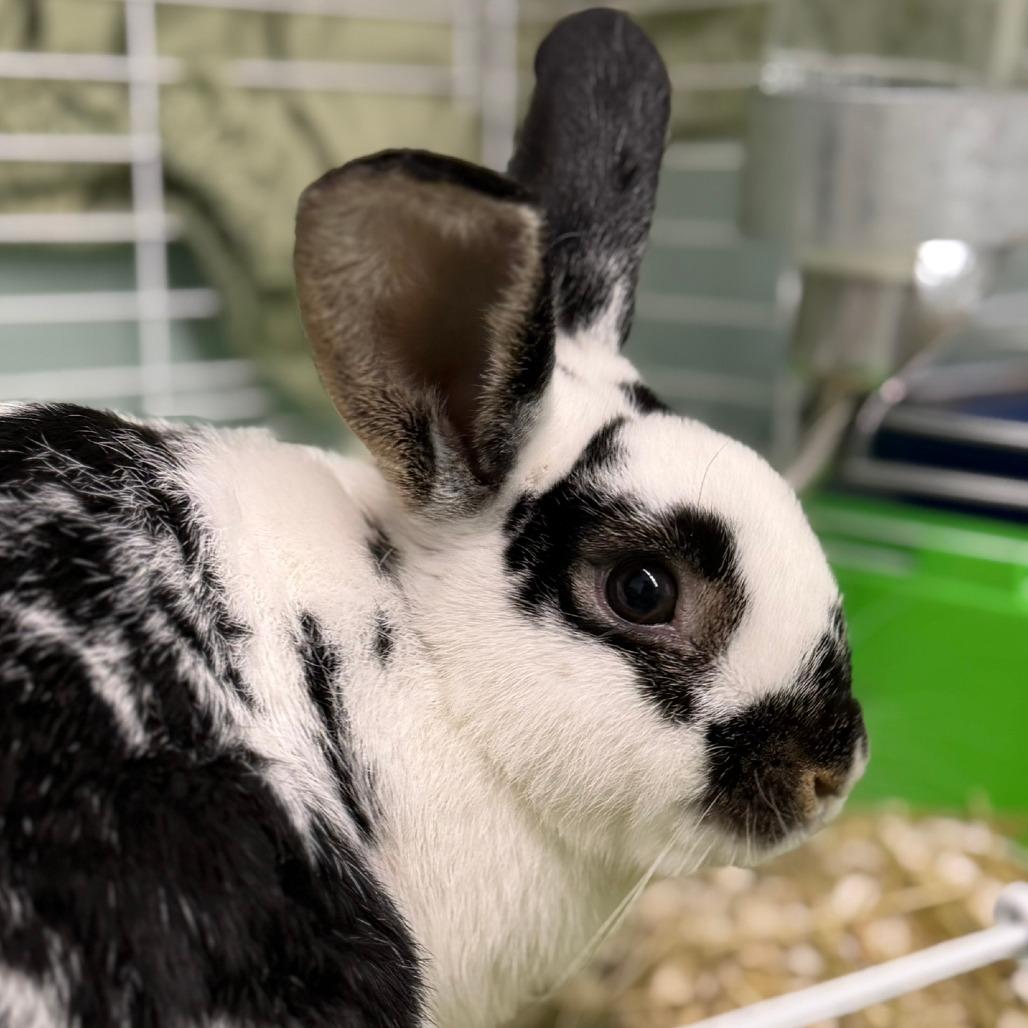 Enlarge Pepper, a Adoptable American in Pittsford, VT image 4/4