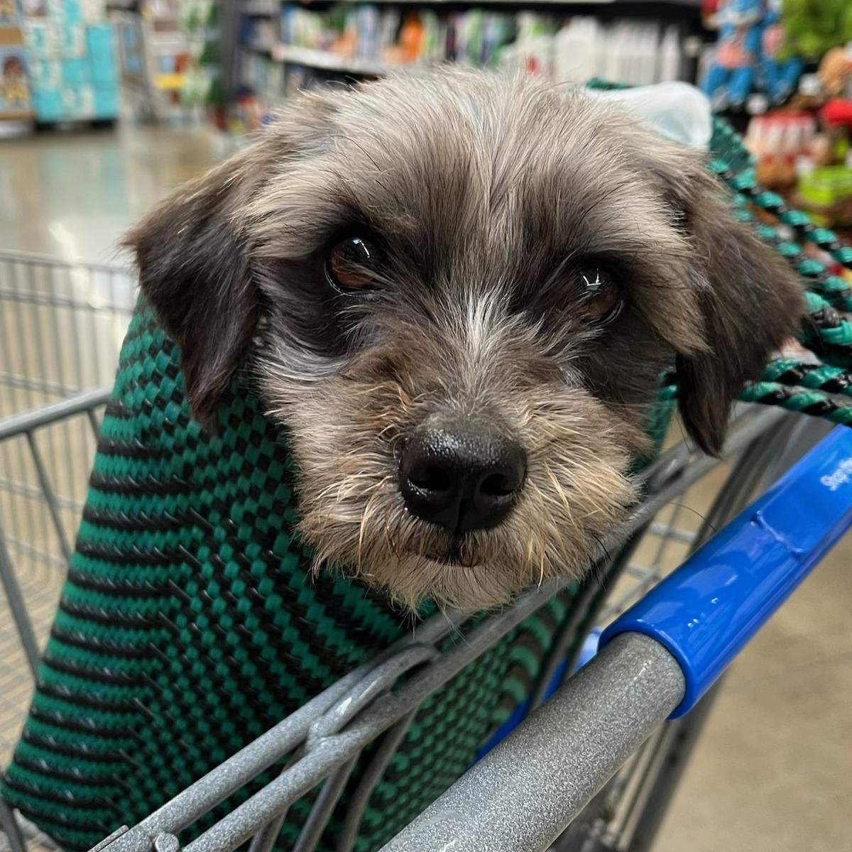 Sweet Skittles, an adopted mixed breed in Springfield, VA image 2/5