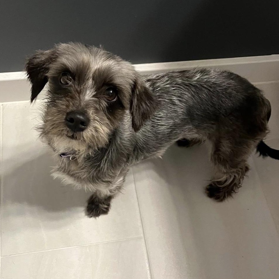 Sweet Skittles, an adopted mixed breed in Springfield, VA image 4/5