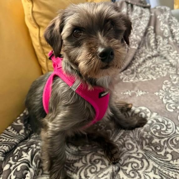 Sweet Skittles, an adopted mixed breed in Springfield, VA image 1/5