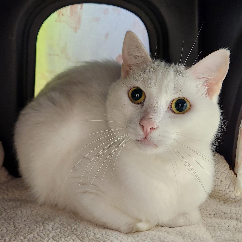 Houdini, Adoptable, Adult Male Domestic Short Hair.