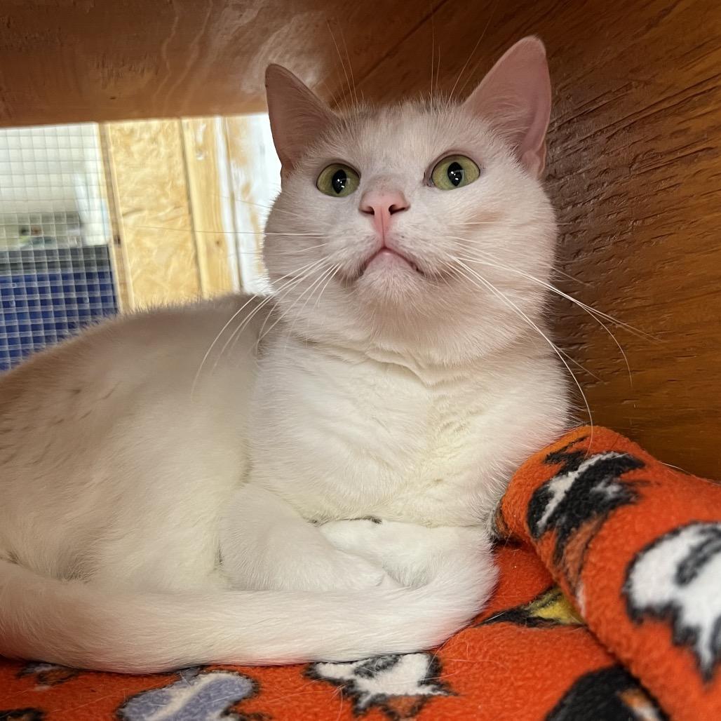 Enlarge Houdini, a Adoptable Domestic Short Hair in Delaware, OH image 2/6