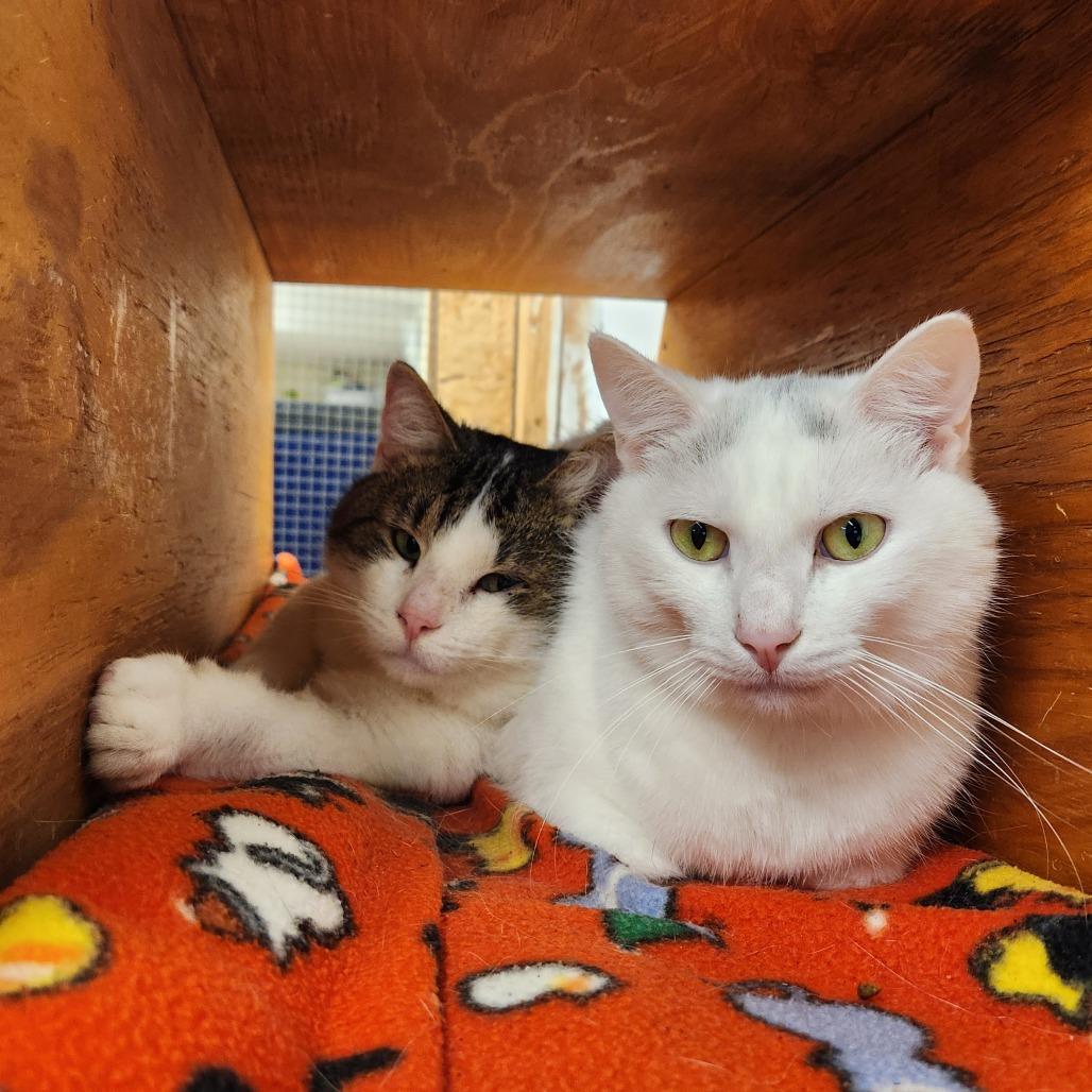 Enlarge Houdini, a Adoptable Domestic Short Hair in Delaware, OH image 3/6