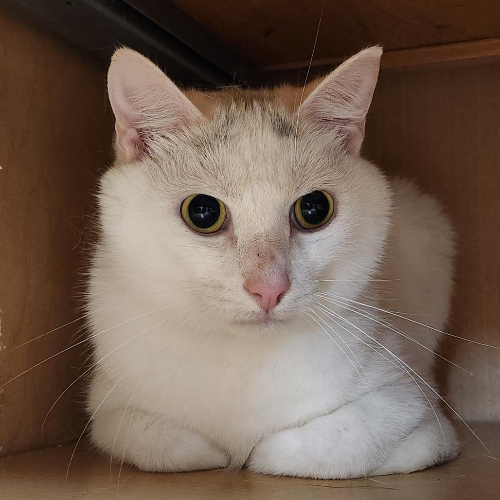 Enlarge Houdini, a Adoptable Domestic Short Hair in Delaware, OH image 4/6