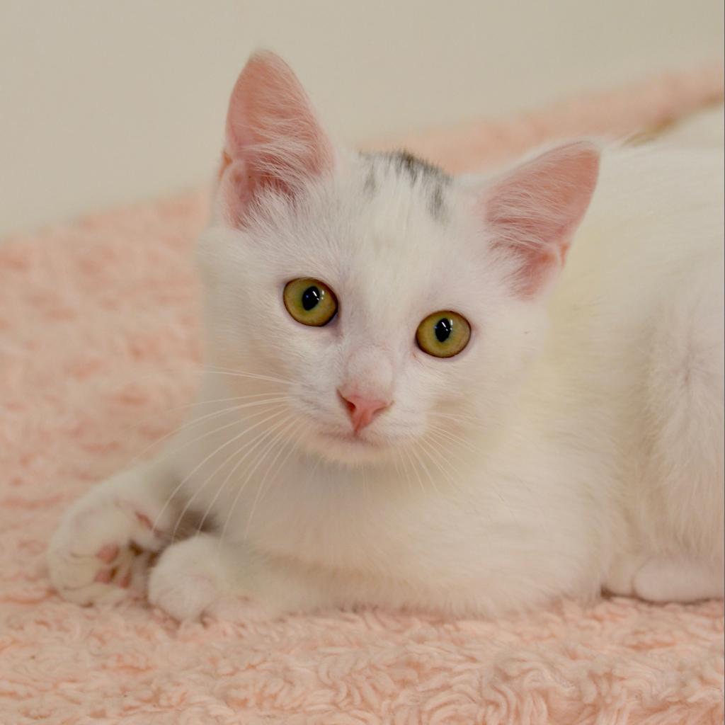 Enlarge Houdini, a Adoptable Domestic Short Hair in Delaware, OH image 5/6