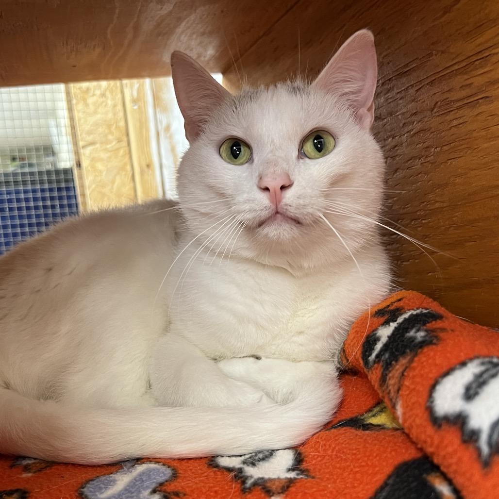 Enlarge Houdini, a Adoptable Domestic Short Hair in Delaware, OH image 6/6