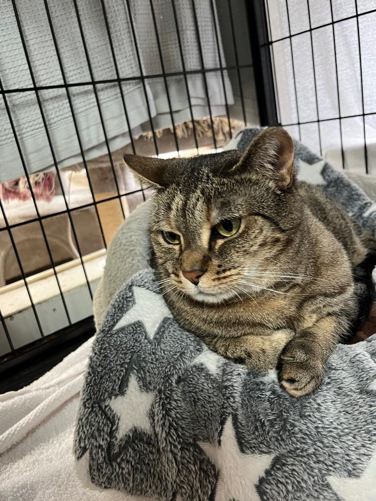 Enlarge Blue Moon, a Adoptable mixed breed in Berlin, MD image 1/2