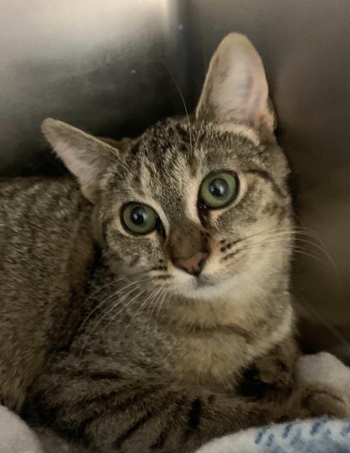 Enlarge Blue Moon, a Adoptable mixed breed in Berlin, MD image 1/1