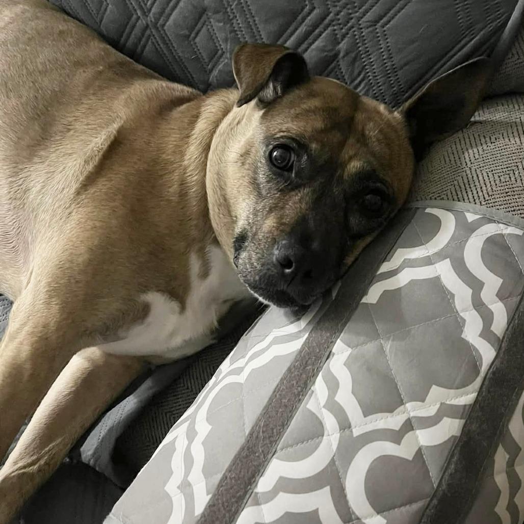 Enlarge Pinky, a Adoptable mixed breed in Mooresville, IN image 1/5