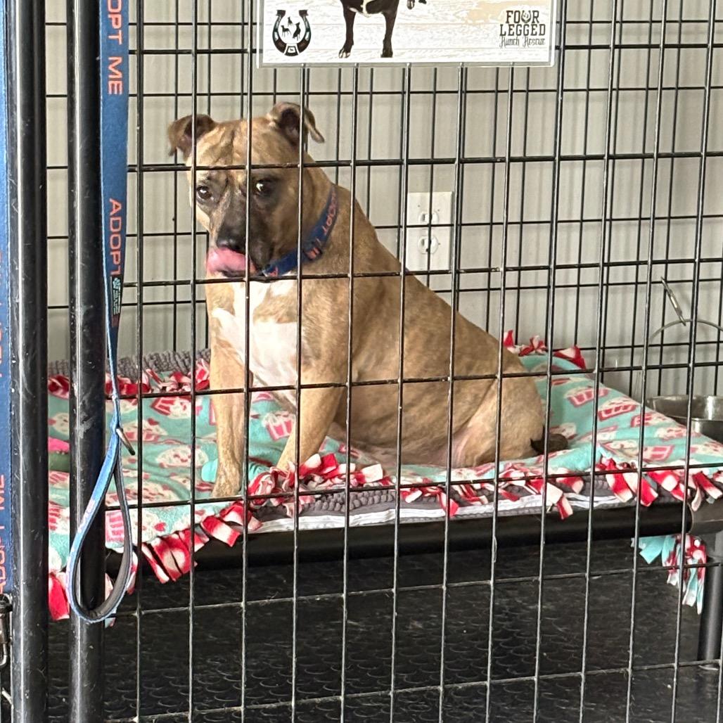 Enlarge Pinky, a Adoptable mixed breed in Mooresville, IN image 2/5