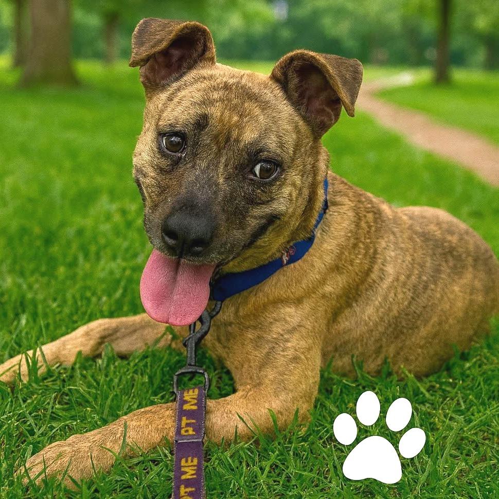 Enlarge Pinky, a Adoptable mixed breed in Mooresville, IN image 3/5