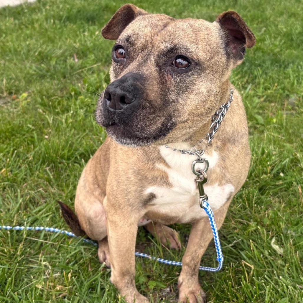 Enlarge Pinky, a Adoptable mixed breed in Mooresville, IN image 4/5
