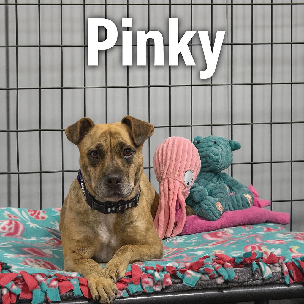Pinky, a Adoptable mixed breed in Mooresville, IN image 4/5