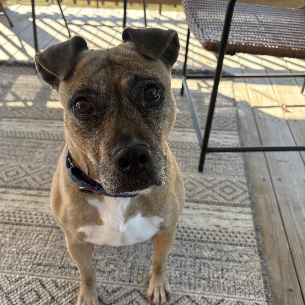 Enlarge Pinky, a Adoptable mixed breed in Mooresville, IN image 5/5