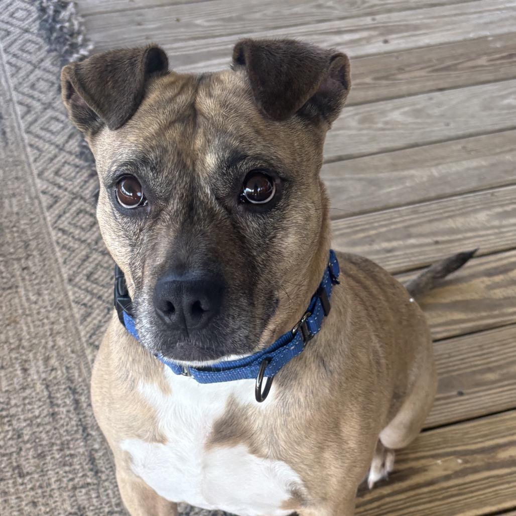 Pinky, a Adoptable mixed breed in Mooresville, IN image 5/5