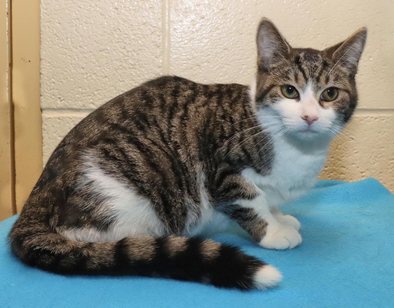 Lucy, an adopted Domestic Short Hair in Euclid, OH image 4/6