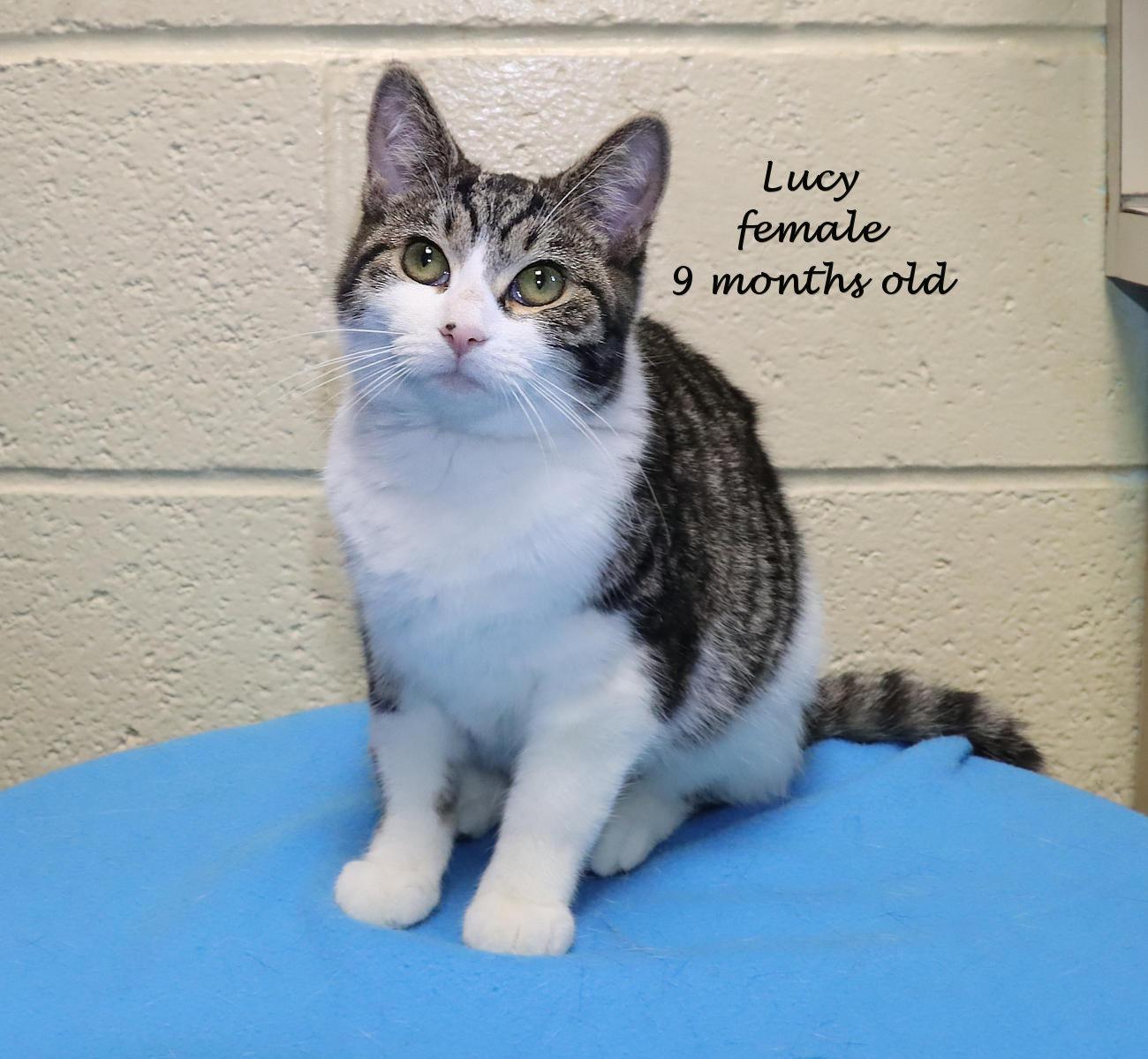 Lucy, an adopted Domestic Short Hair in Euclid, OH image 2/6
