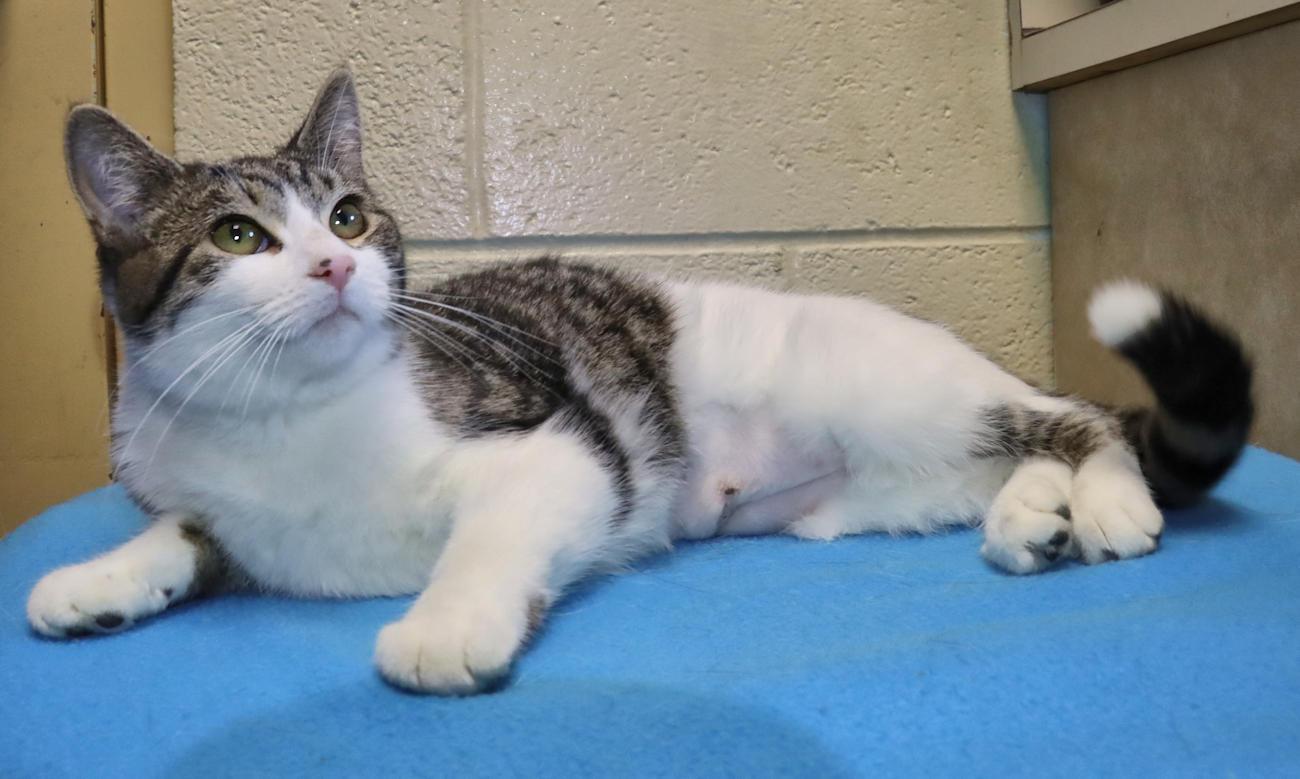 Lucy, an adopted Domestic Short Hair in Euclid, OH image 6/6