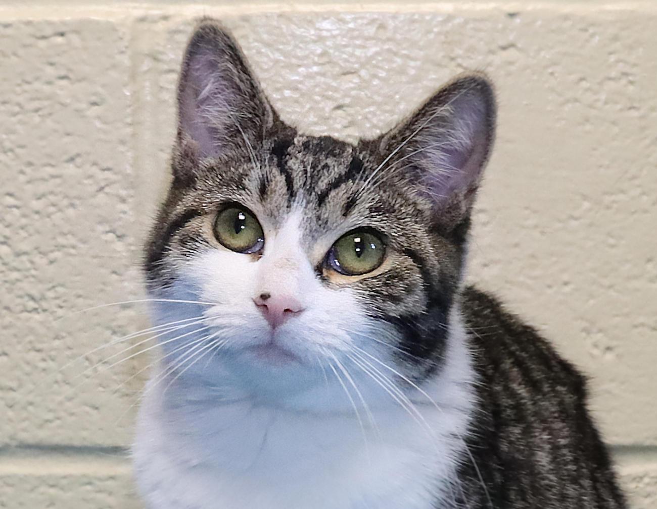 Lucy, an adopted Domestic Short Hair in Euclid, OH image 1/6