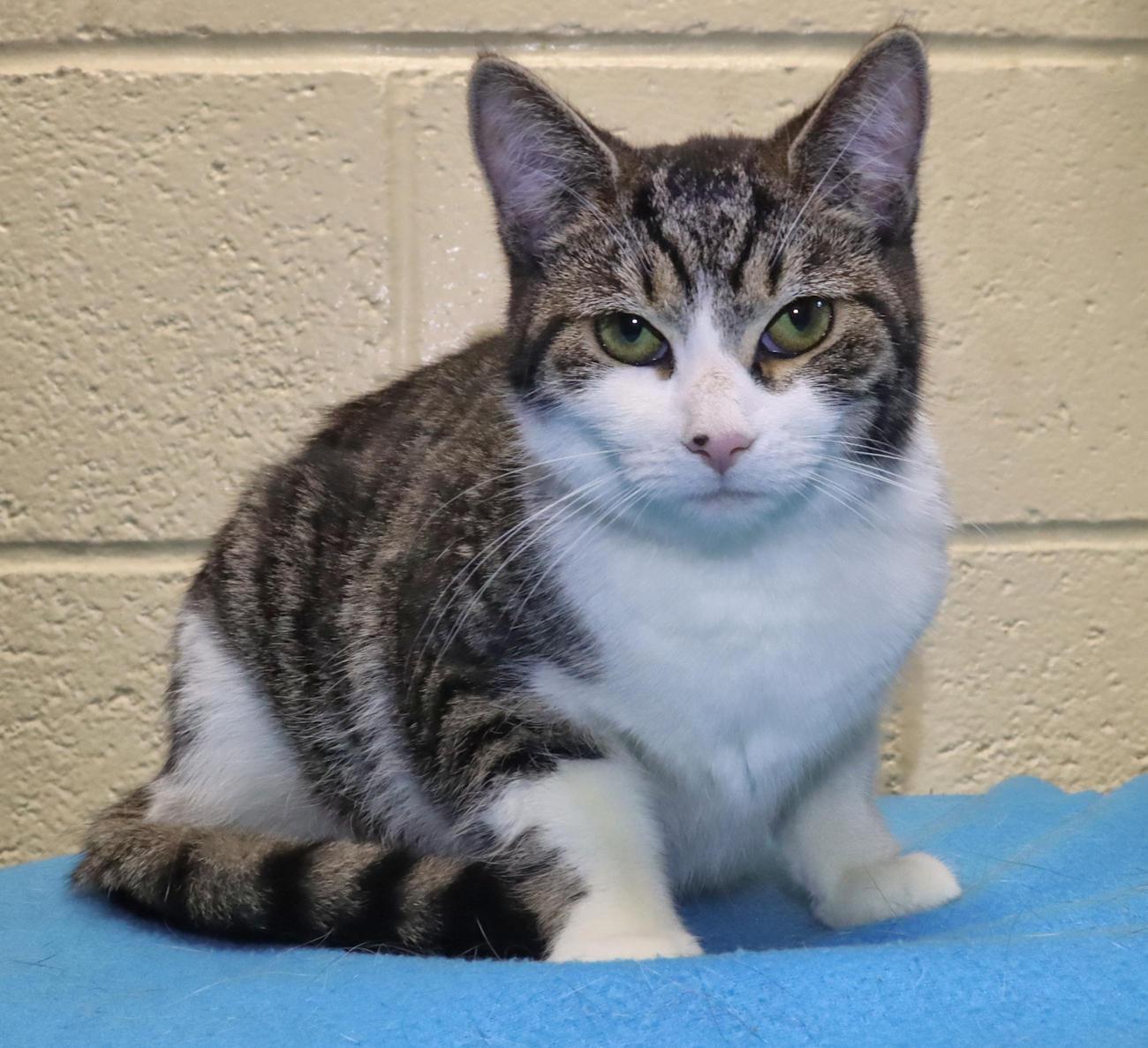 Lucy, an adopted Domestic Short Hair in Euclid, OH image 3/6
