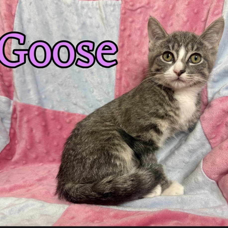 Enlarge Goose (Bonded with Bean), a ADOPTABLE mixed breed in Santa Rosa, CA image 1/1