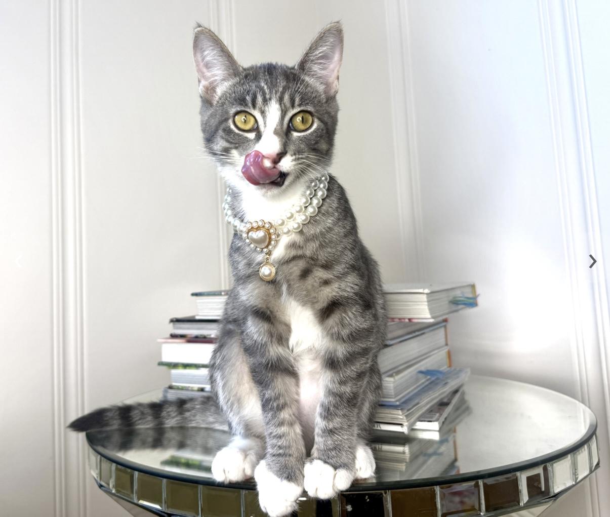 Goose (Bonded with Bean), Adoptable, Young Female Domestic Short Hair.
