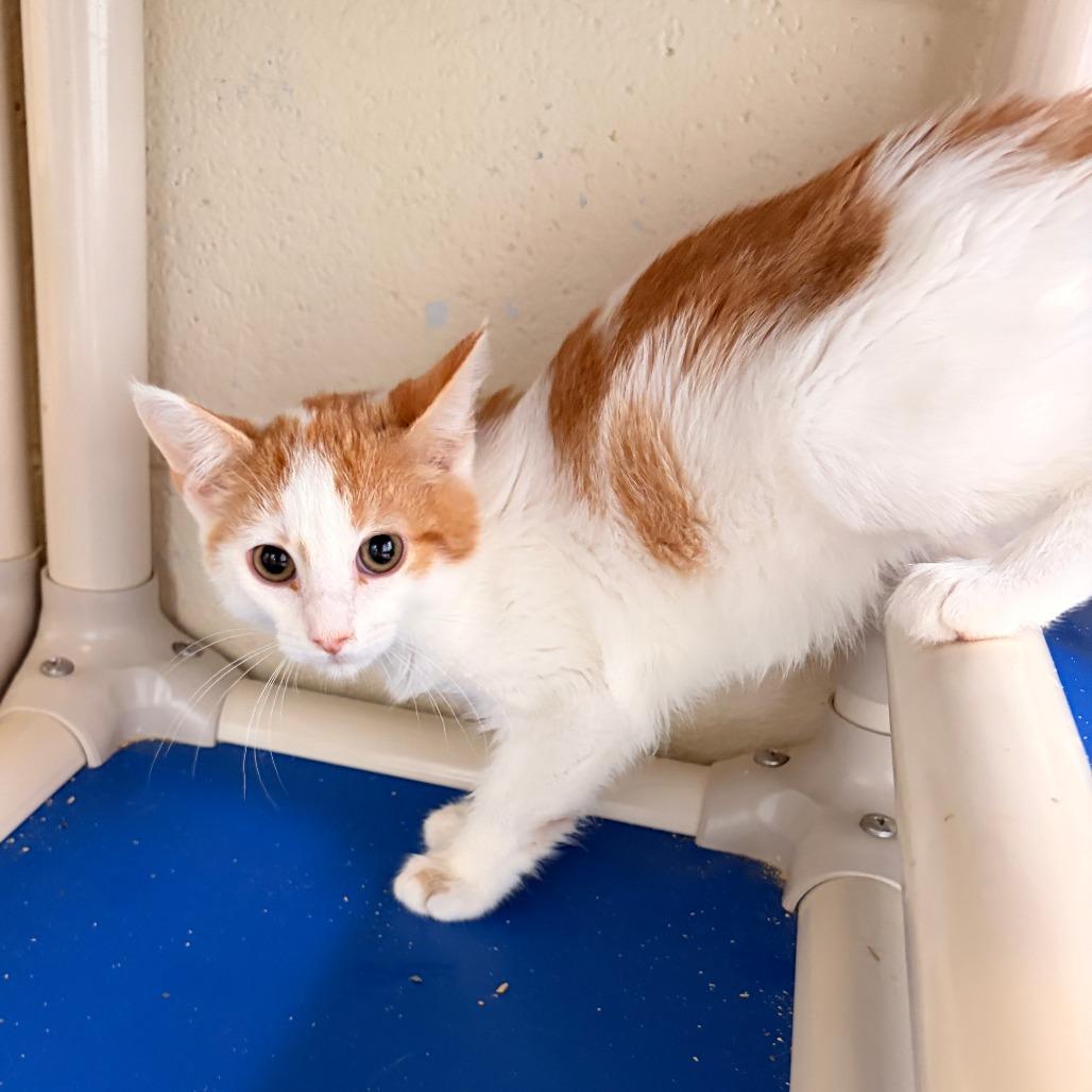 Kale, Adoptable, Kitten Male Domestic Short Hair.