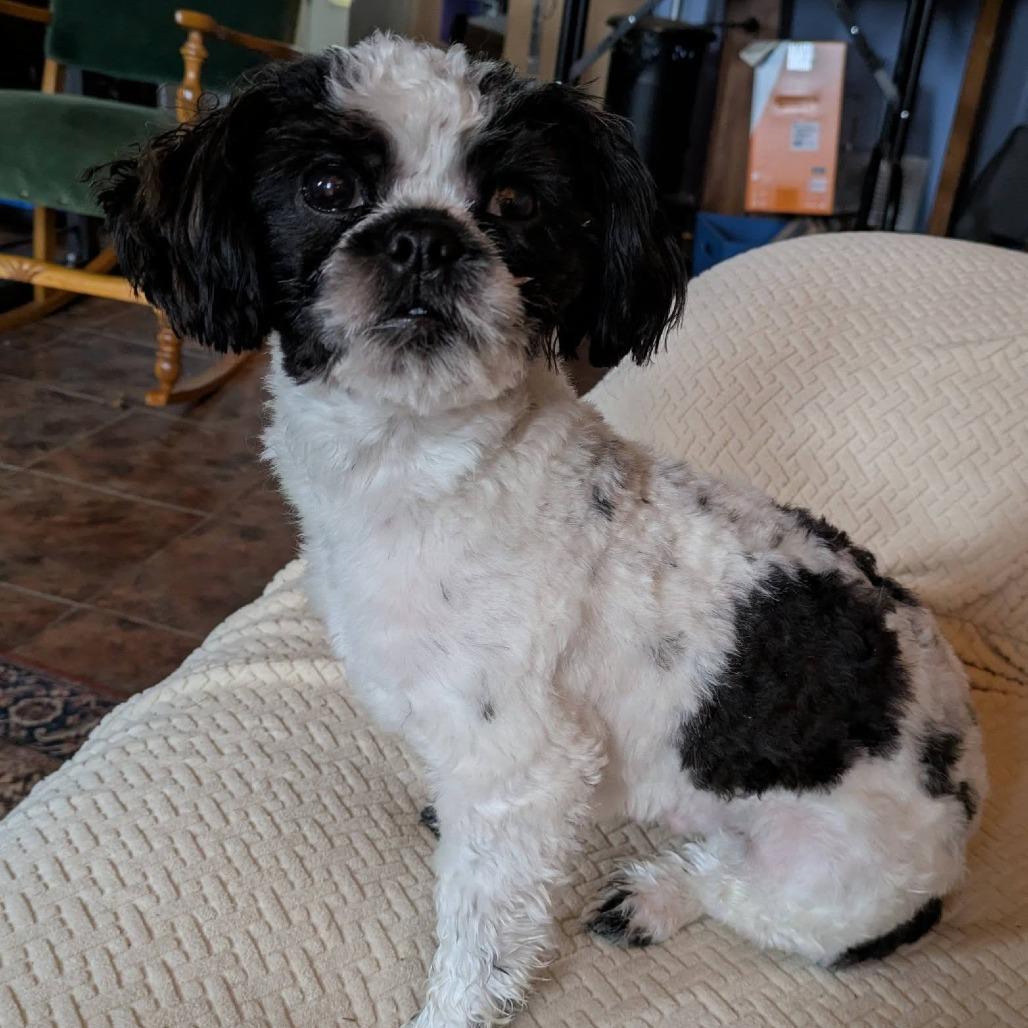Bo, Adoptable, Young Male Shih Tzu & Poodle.