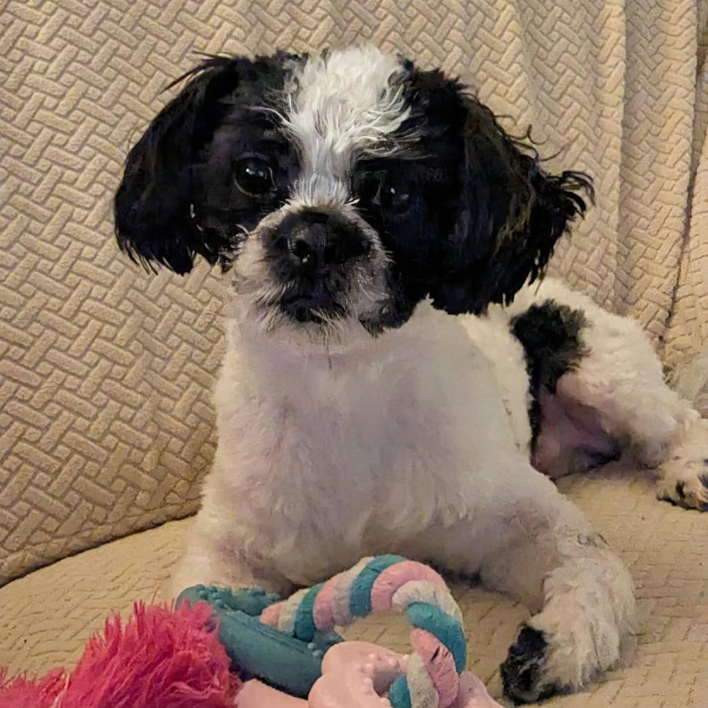 Enlarge Bo, a Adoptable mixed breed in Olathe, KS image 2/6