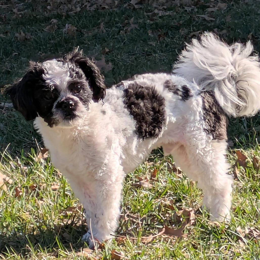 Enlarge Bo, a Adoptable mixed breed in Olathe, KS image 6/6