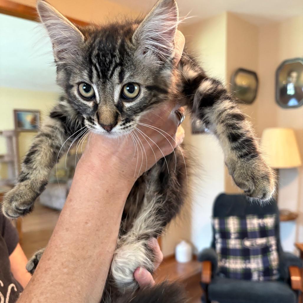 Velcro, Adoptable, Kitten Male Domestic Long Hair.