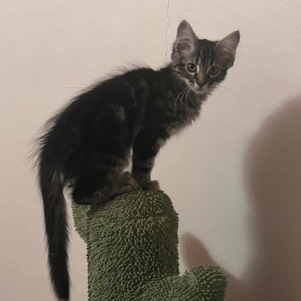 Enlarge Velcro, a Adoptable Domestic Long Hair in Ashland, OR image 2/2