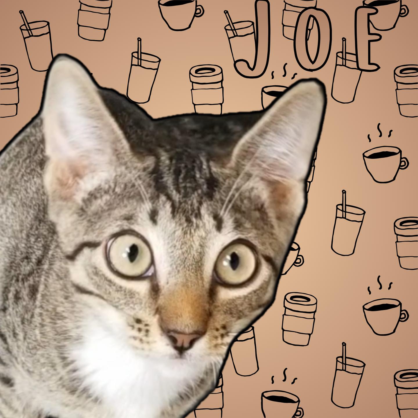 Joe, adopted, Young Male Domestic Short Hair.