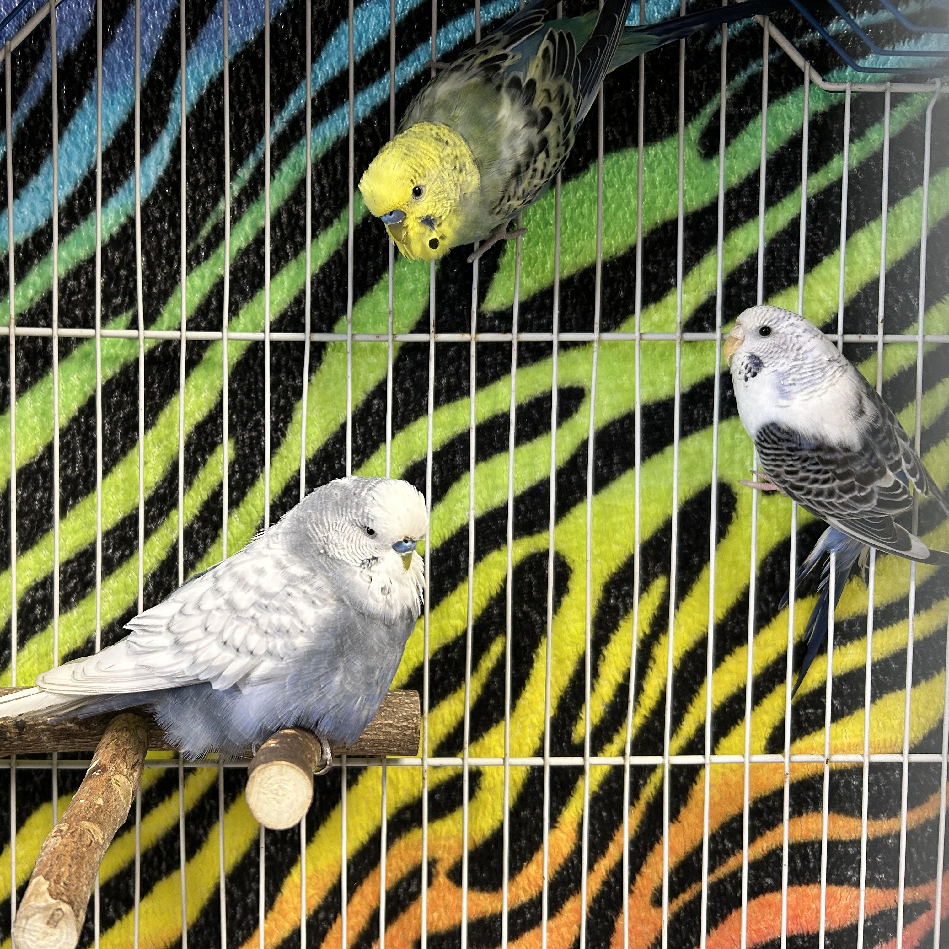 Bertram, Princess and Pigeon (3)