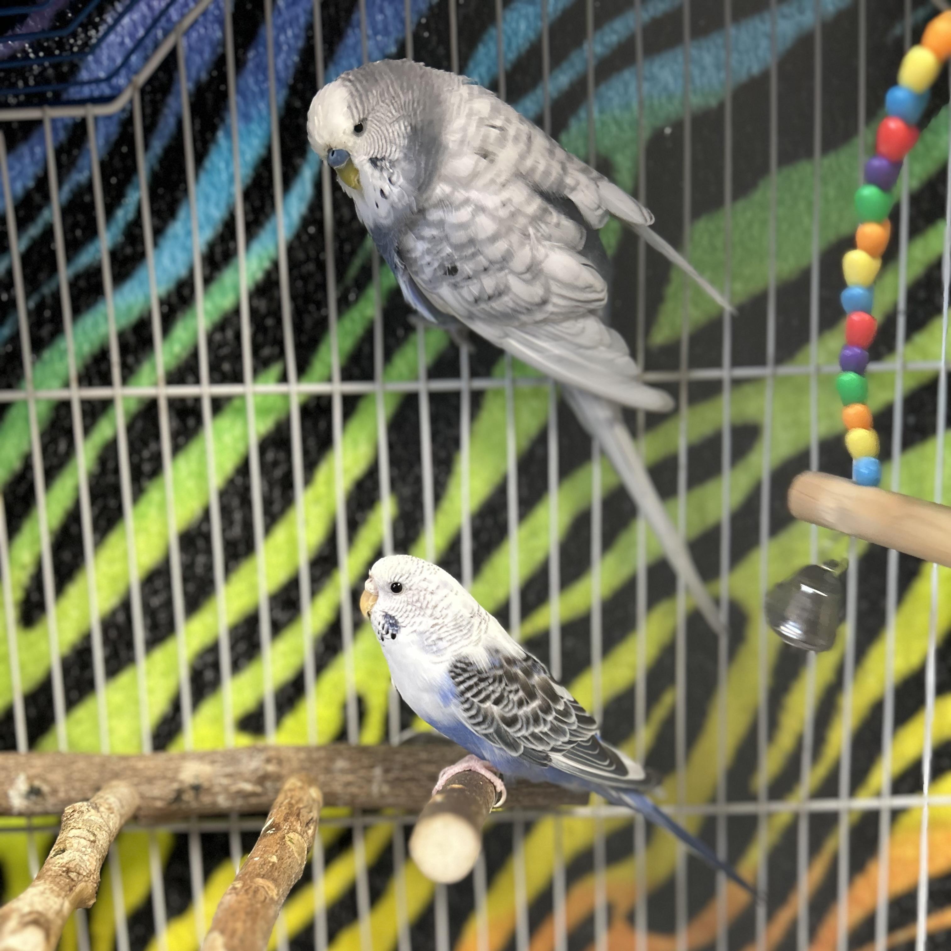 Bertram, Princess and Pigeon (3)