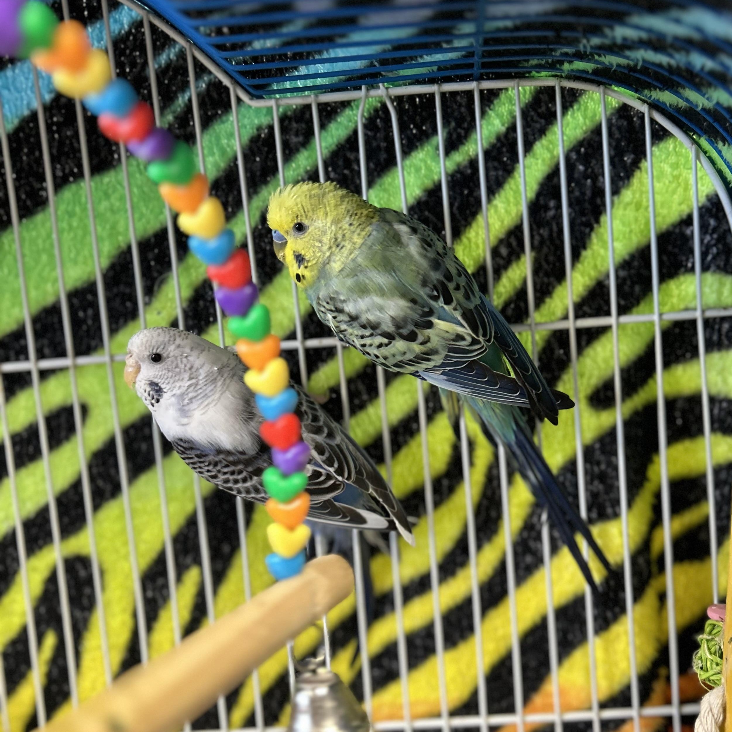 Bertram, Princess and Pigeon (3), a Adoptable Parakeet (Other) in Westfield, MA image 3/3