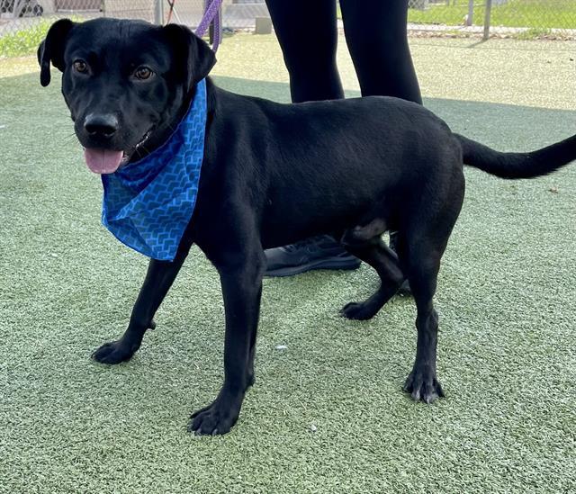GEORGE, Adoptable, Young Male Labrador Retriever & Mixed Breed.