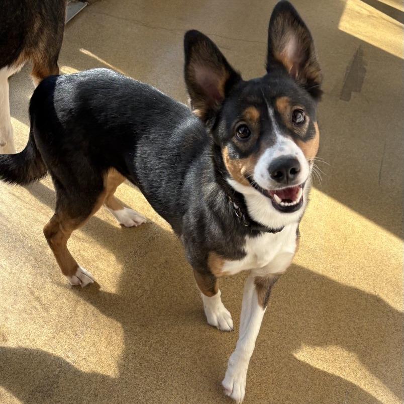 Enlarge Echo, a Adoptable Mixed Breed in South Burlington, VT image 2/3