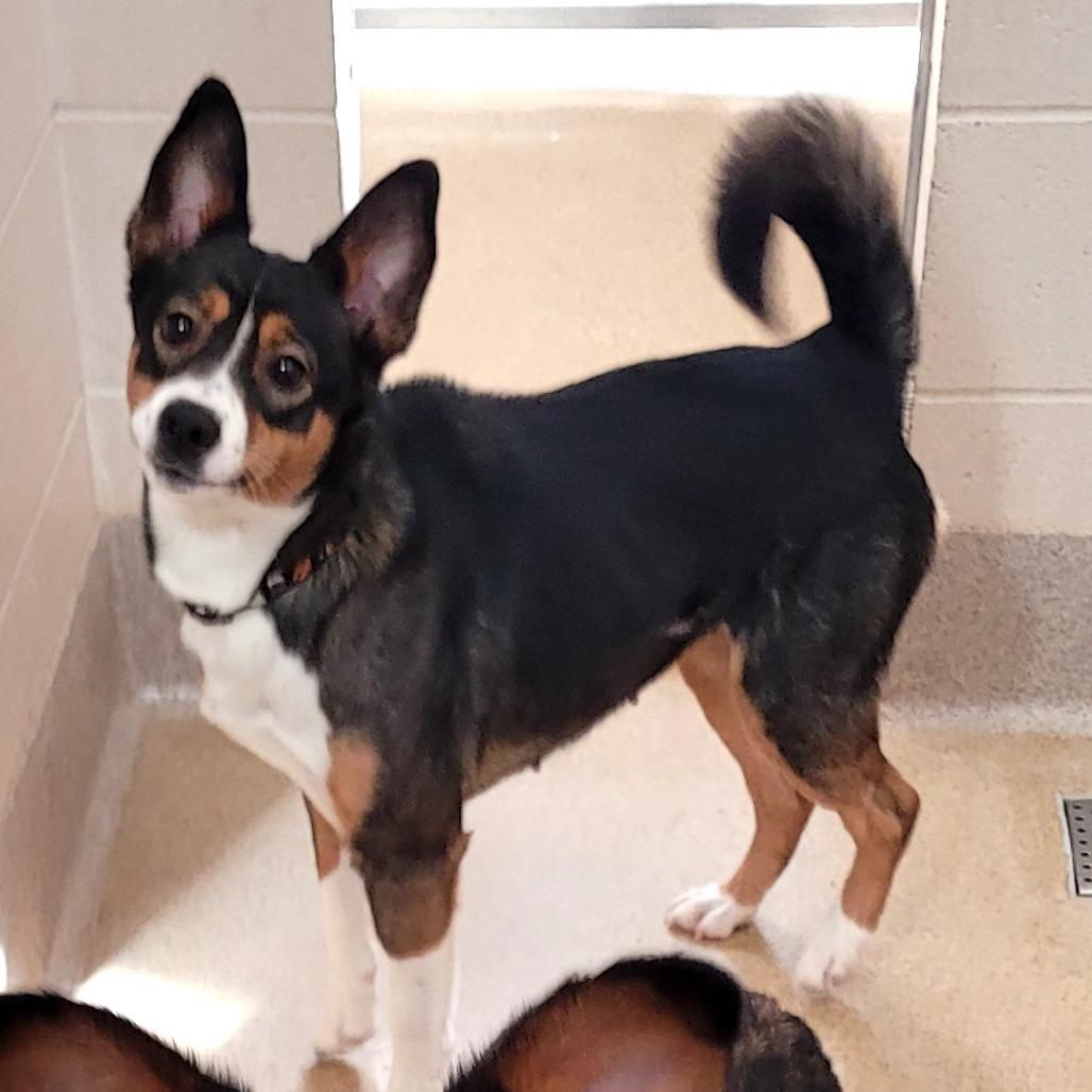 Enlarge Echo, a Adoptable Mixed Breed in South Burlington, VT image 3/3