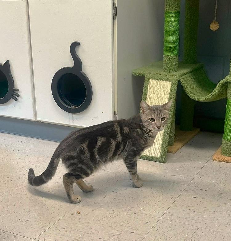 BUTTER, ADOPTABLE, Adult Male Tabby.