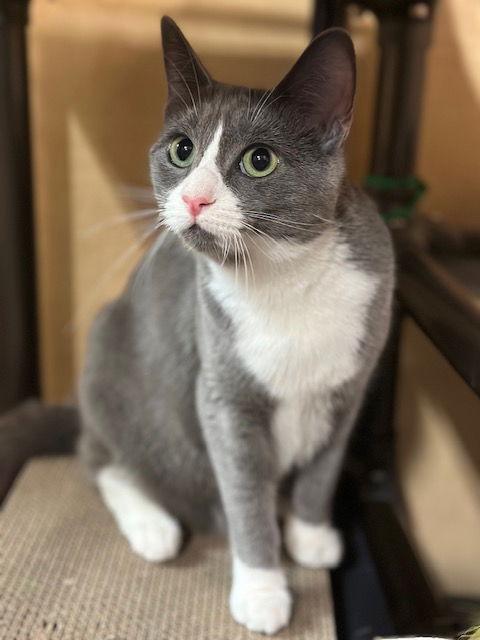 Enlarge Joan Rivers, a Adopted Domestic Short Hair in Mission Viejo, CA image 1/3