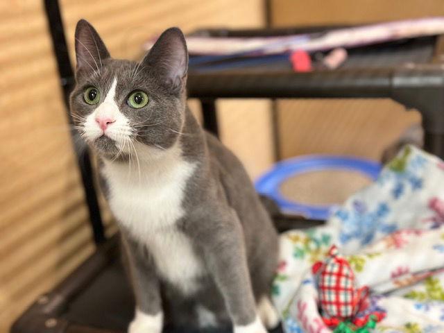 Enlarge Joan Rivers, a Adopted Domestic Short Hair in Mission Viejo, CA image 2/3