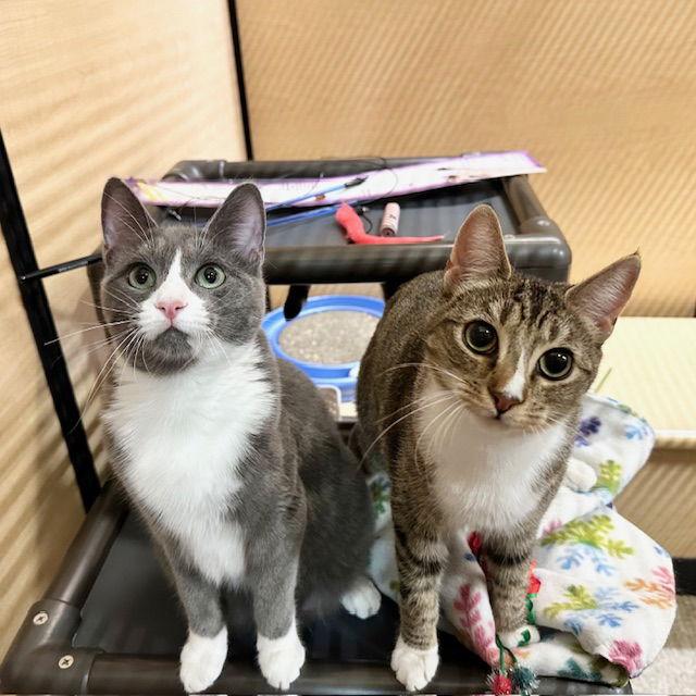 Enlarge Joan Rivers, a Adopted Domestic Short Hair in Mission Viejo, CA image 3/3