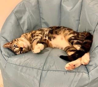 Opal, Adoptable, Young Female Domestic Short Hair.