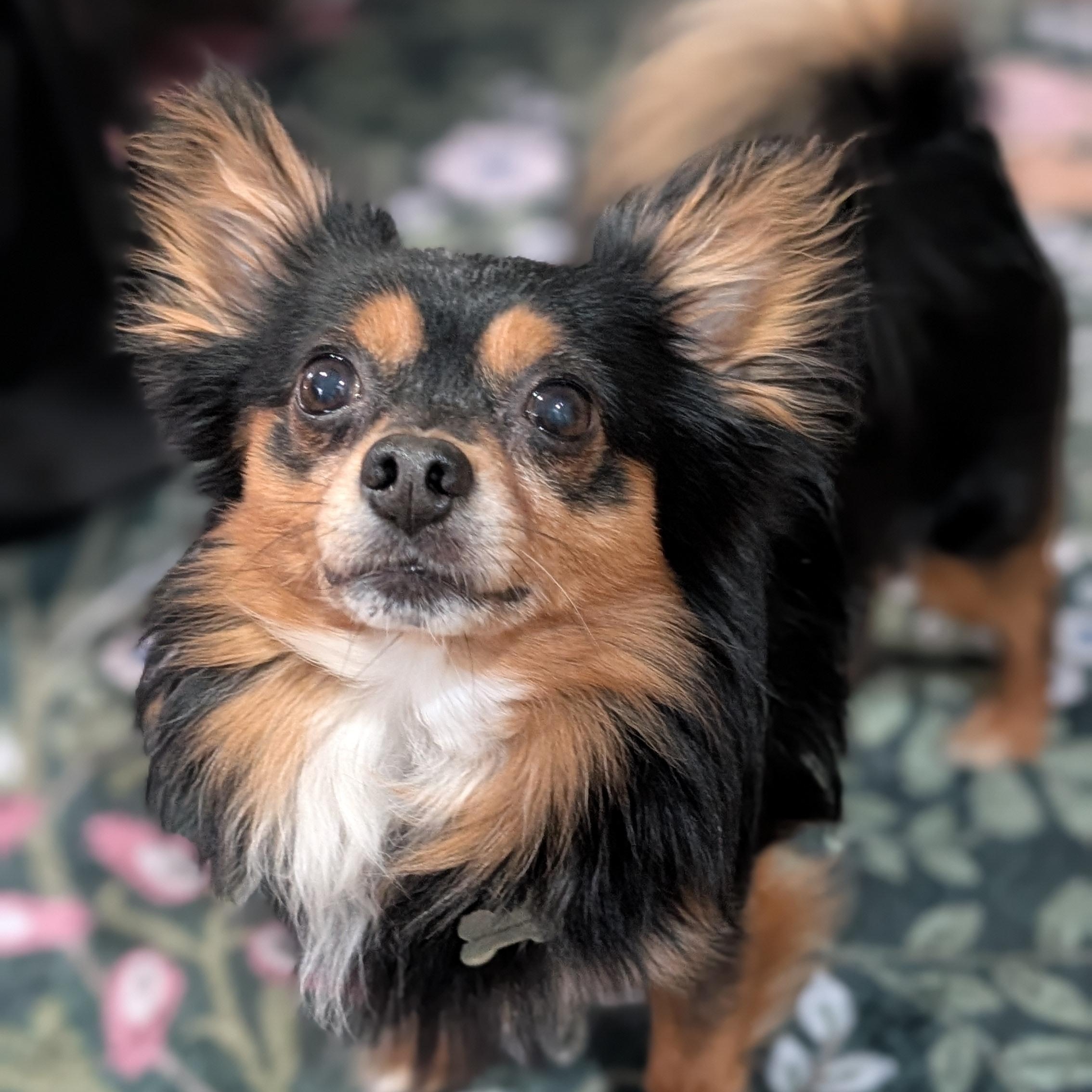 Brownie (Experienced Owner Required), Adoptable, Adult Male Chihuahua.