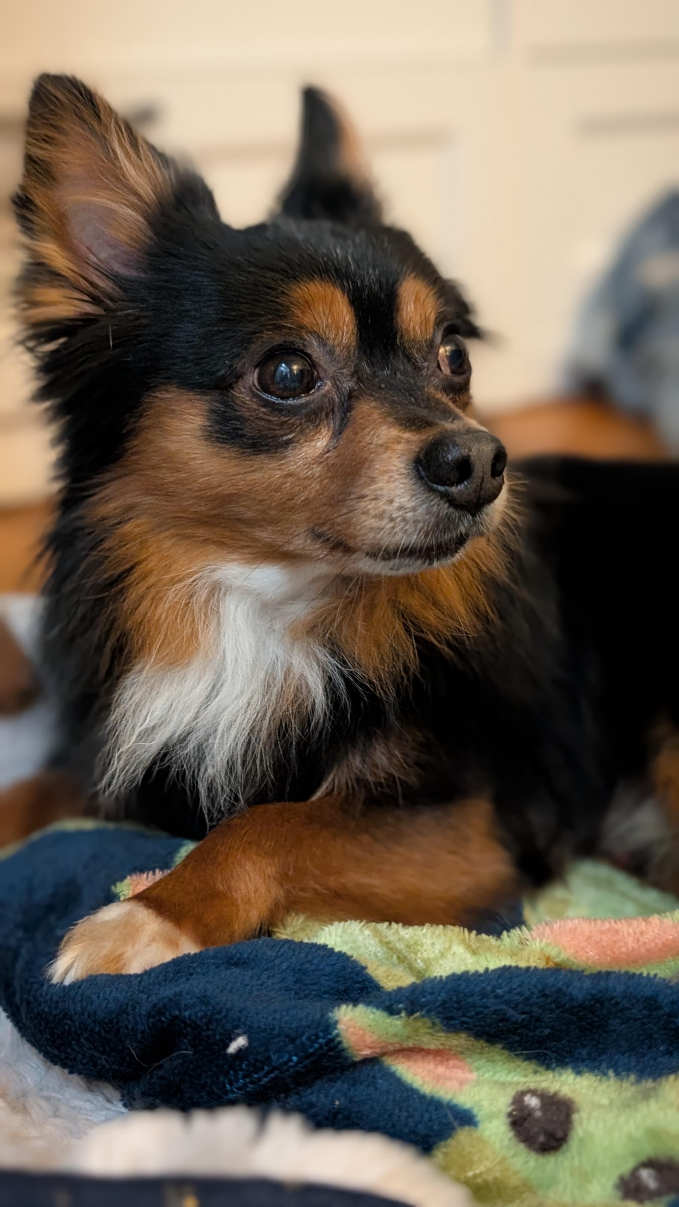 Enlarge Brownie (Experienced Owner Required), a Adoptable Chihuahua in Dayton, OH image 2/5